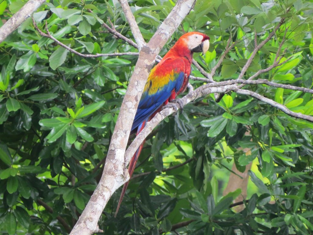 The spectacular Scarlet Macaw in Corcovado Park