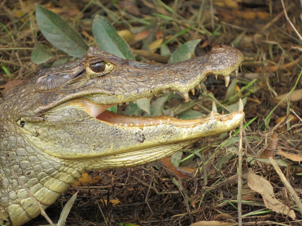 An alligator spotted from a canoe in Caño Negro, Costa Rica