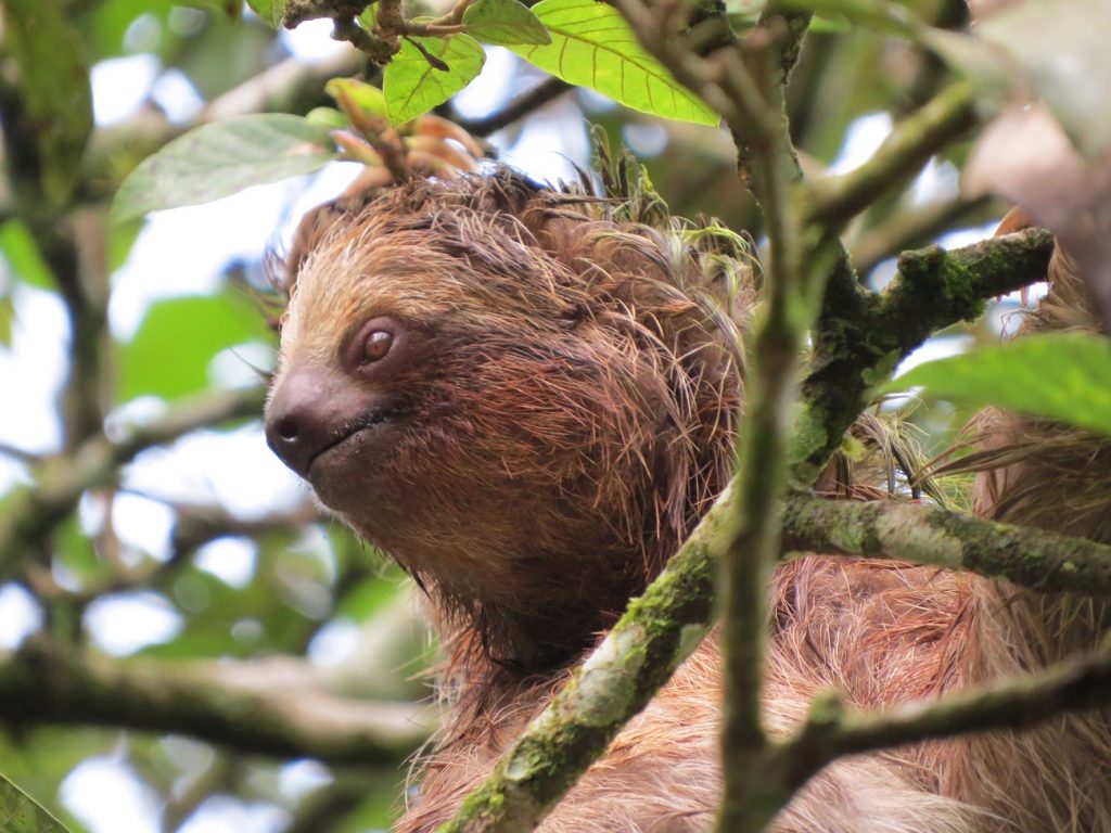 An amazing sloth in Tortuguero, Costa Rica