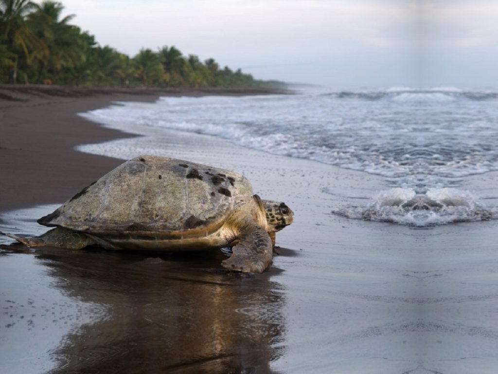 Turtle returns to the sea after laying the eggs