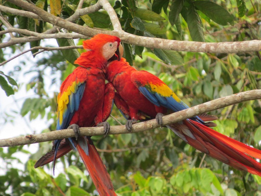 Scarlet Macaws in Corcovado Costa Rica