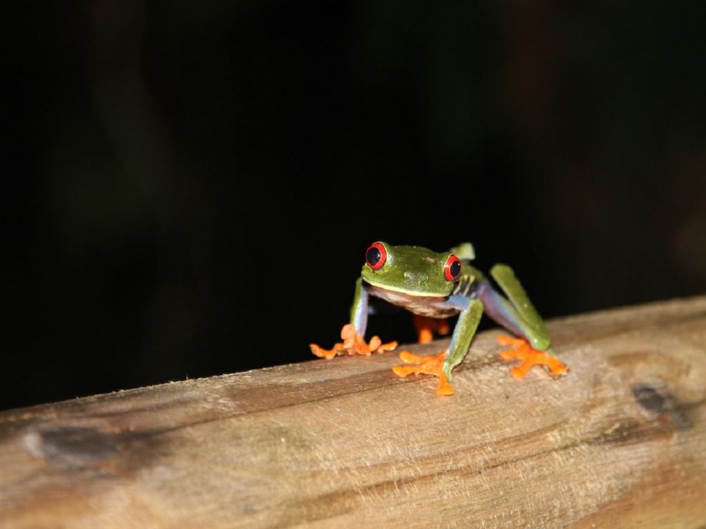A red-eyed tree frog can be found on night tours in Costa Rica