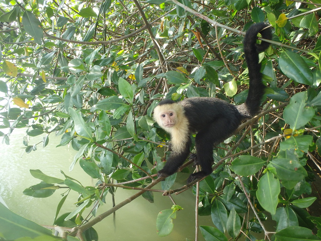The white-faced Capuchin monkey, Manuel Antonio Costa Rica