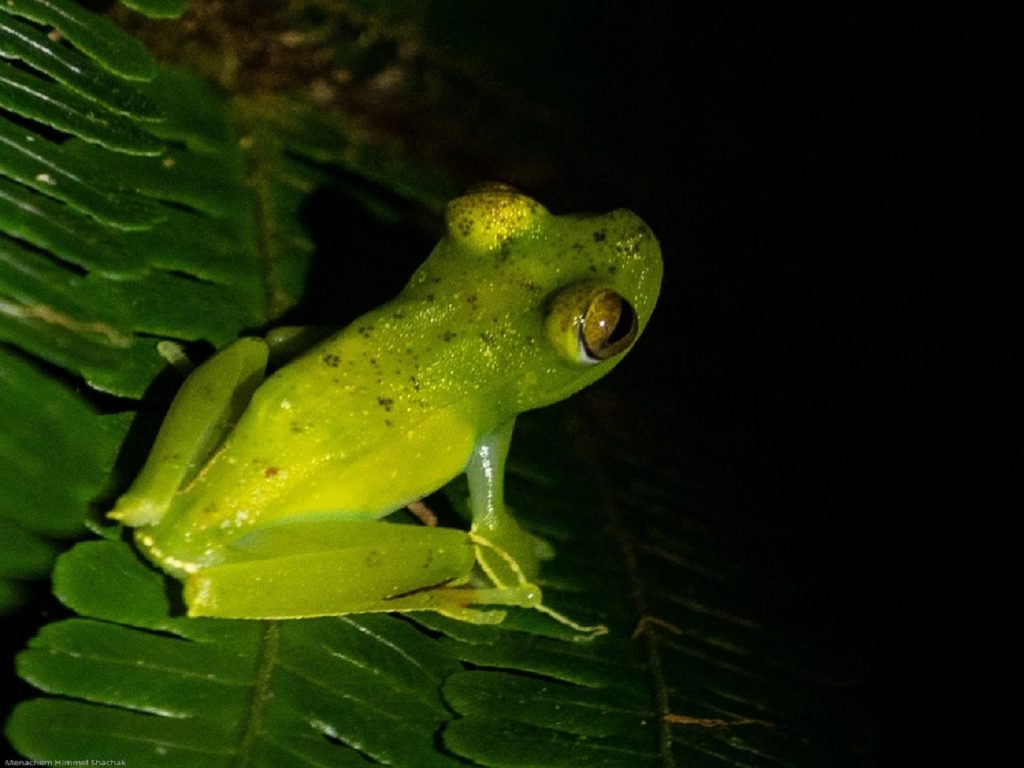 Night tour experiences in the Monteverde Area, Costa Rica