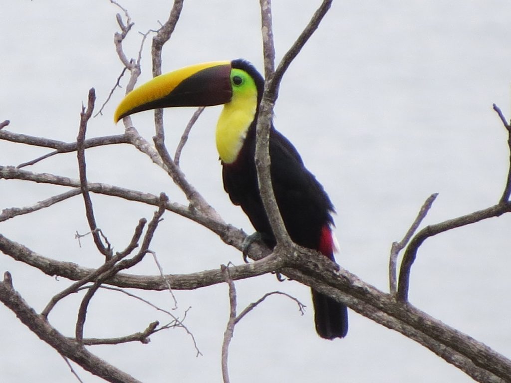 An amazing Toucan in the Costa Rica Corcovado National Park
