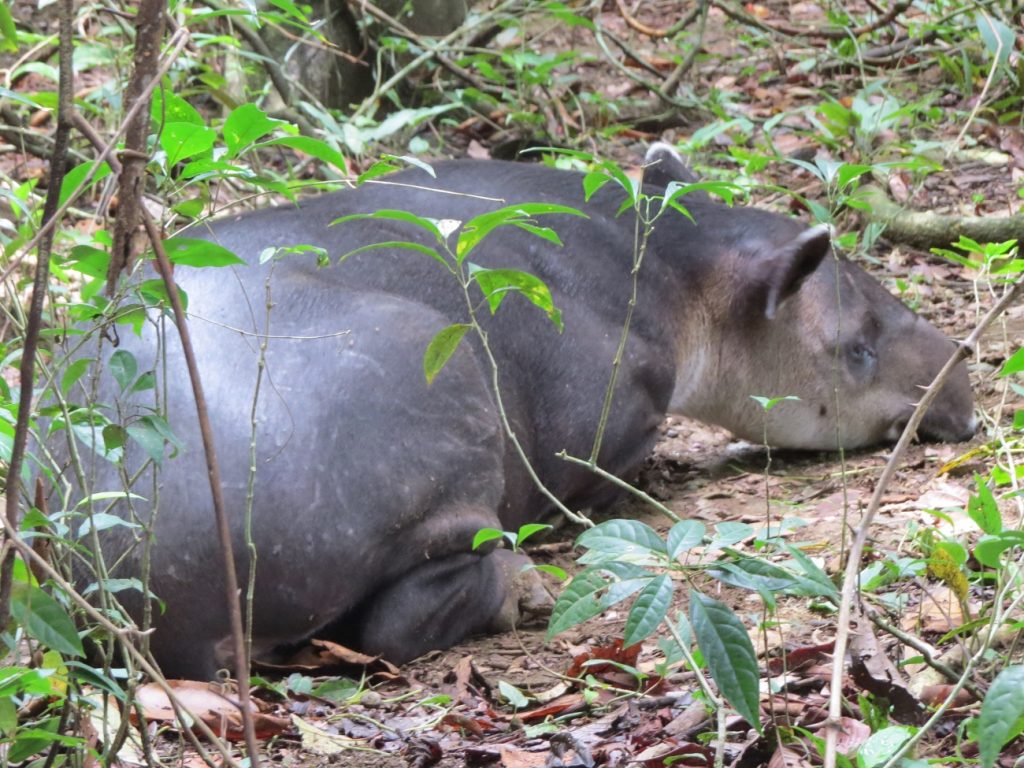 A sleepy tapir in Corcovado Costa Rica Park
