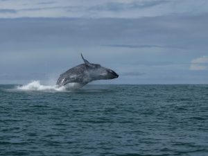 A giant whale jumps during a tour in Costa Rica