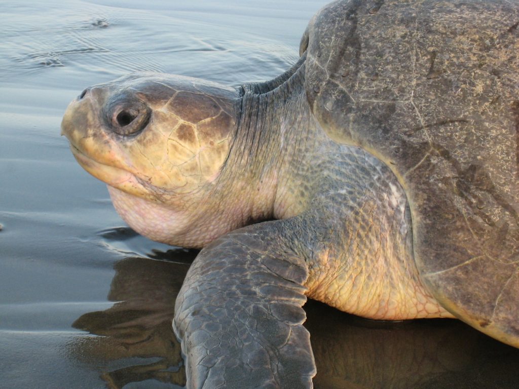A turtle rises from the sea towards the laying site