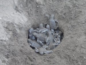 Turtle egg laying in Costa Rica