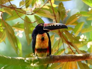 Bird Watching in Costa Rica