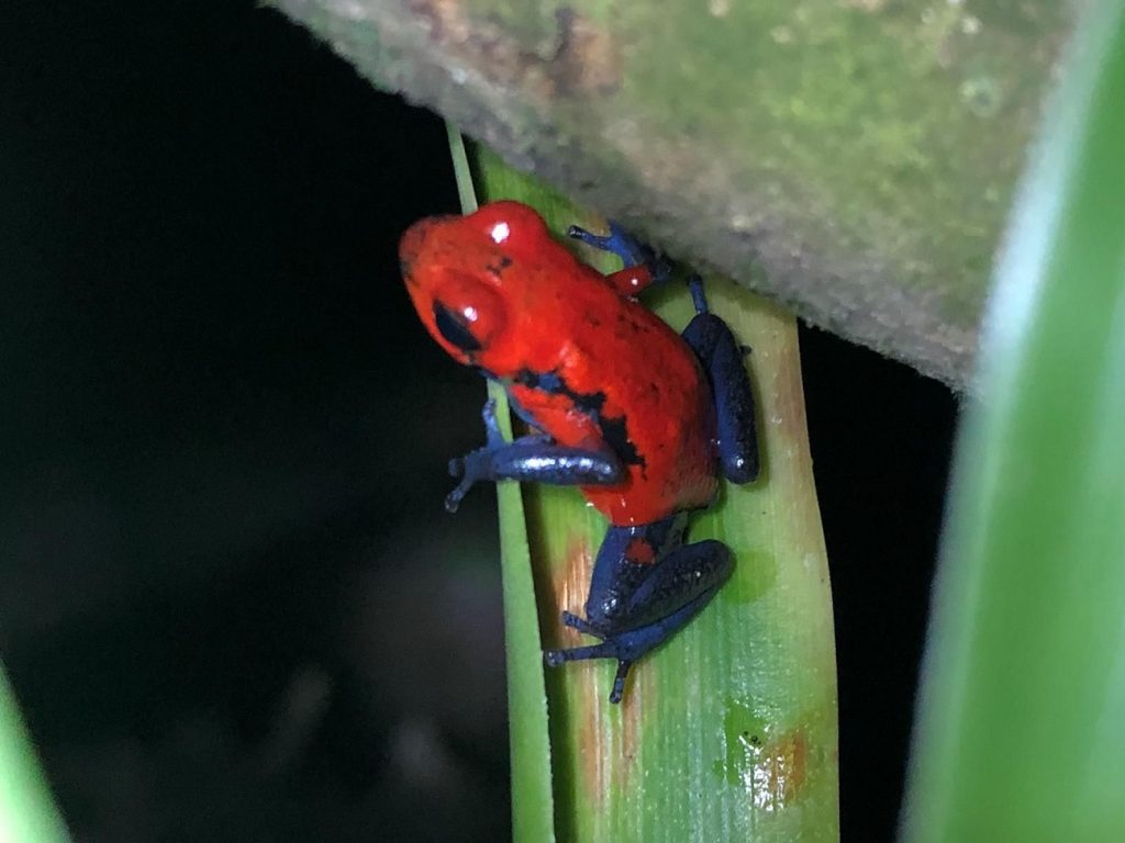 A Strawberry poison-dart frog ( Blue Jeans frog) in Monteverde Costa Rica