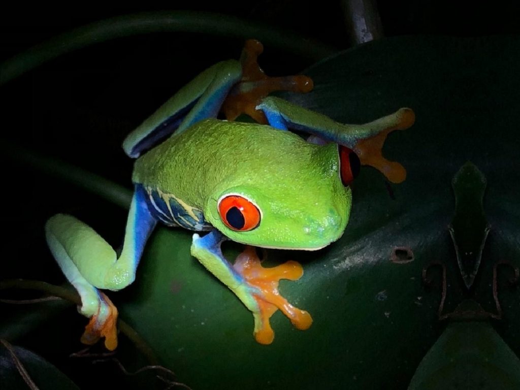A Red-eyed tree frog in Arenal Costa Rica