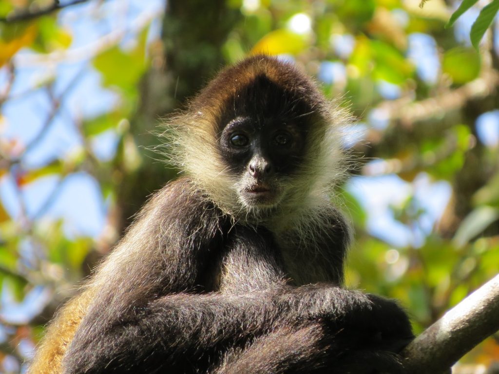 A monkey in the Rincon de la Vieja park in Costa Rica