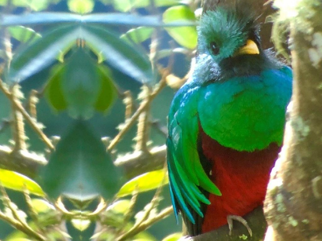 Quetzal in San Gerardo de Dota Costa Rica