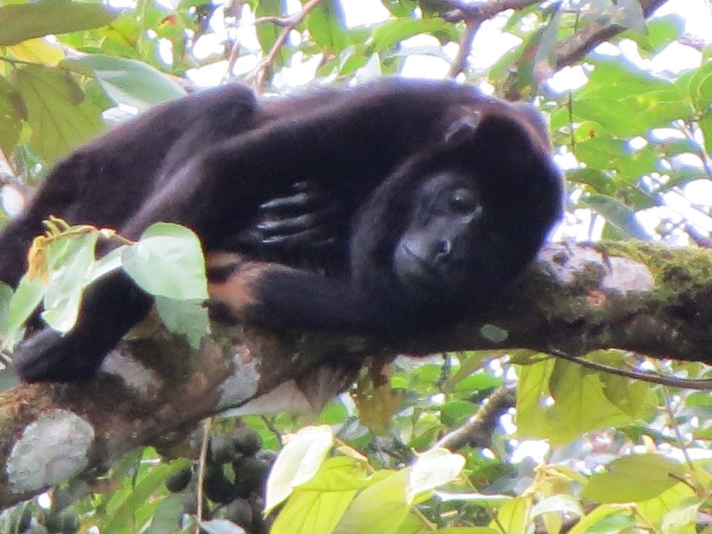 Congo o Mono Aullador durante su siesta en Caño Negro Costa Rica