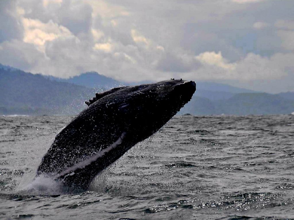 Una ballena salta frente a nuestro ojos en Costa Rica