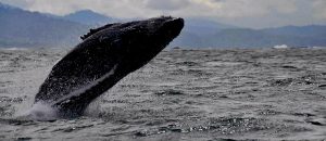 Sailing with whales in Costa Rica