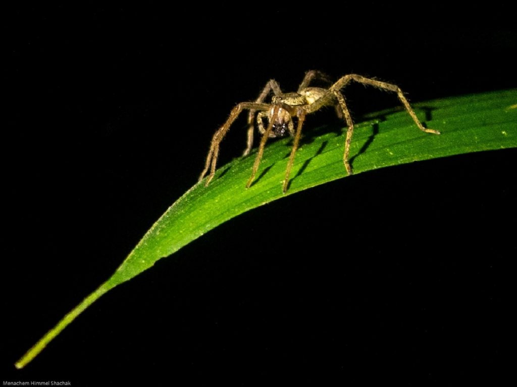 Varios insectos vistos en tours nocturnos en Costa Rica