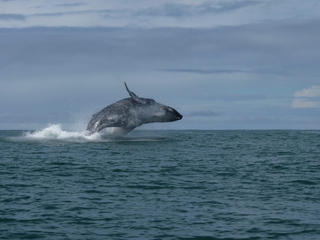 El salto de una ballena gigante durante un tour en Costa Rica