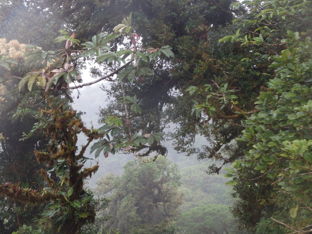 El bosque nuboso en Monteverde Costa Rica