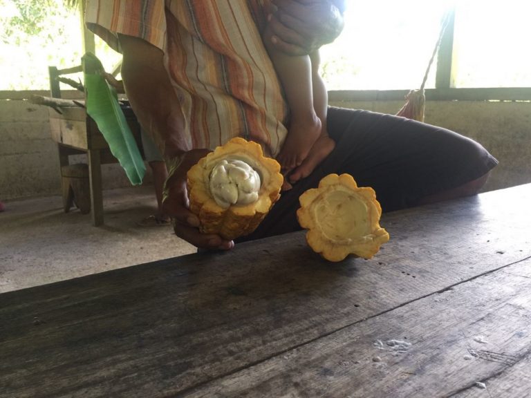 Y esta es la fruta del cacao en Costa Rica