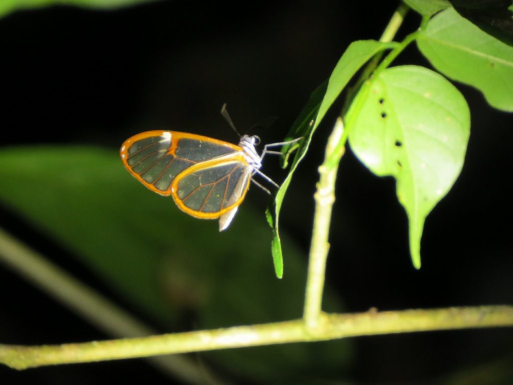 Mariposa cristal, recorrido nocturno por la zona del Arenal en Costa Rica