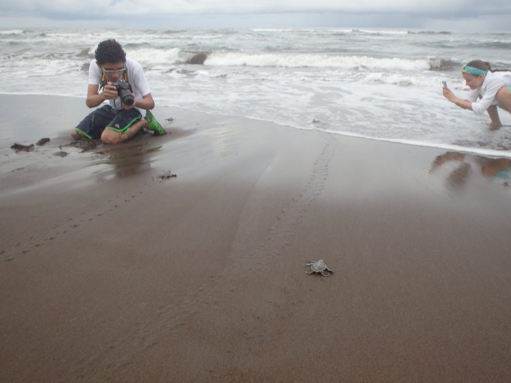 Pequeñas tortugas corriendo hacia el mar, Tortuguero en Costa Rica