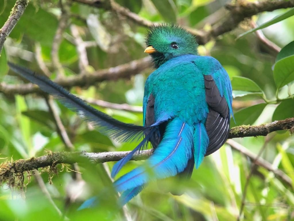 La belleza del quetzal que se encuentra en San Gerardo de Dota, Costa Rica