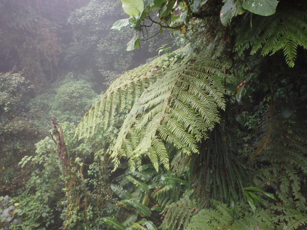 Vegetación abundante en Monteverde Costa Rica