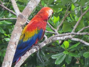 Observación de Aves en Costa Rica