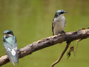 Observación de Aves en Costa Rica