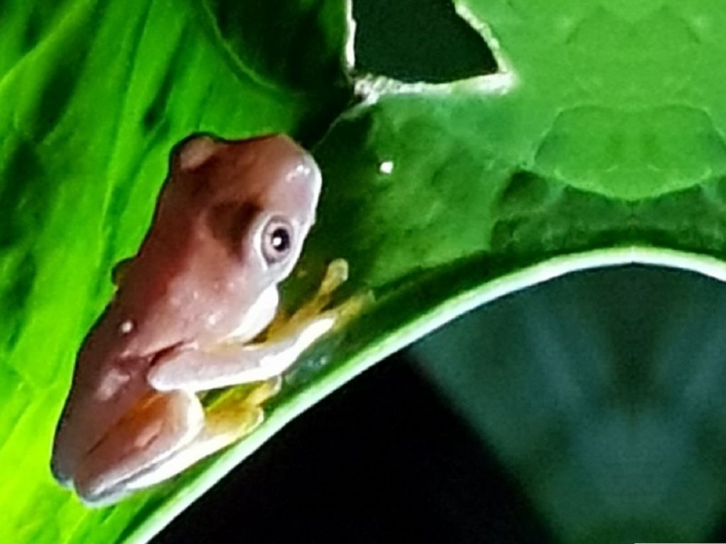 Una rana de vidrio en el área de Corcovado de Costa Rica