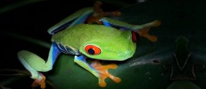 Observación de ranas en Costa Rica