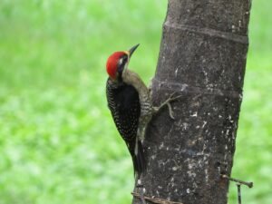 Observación de aves en Costa Rica