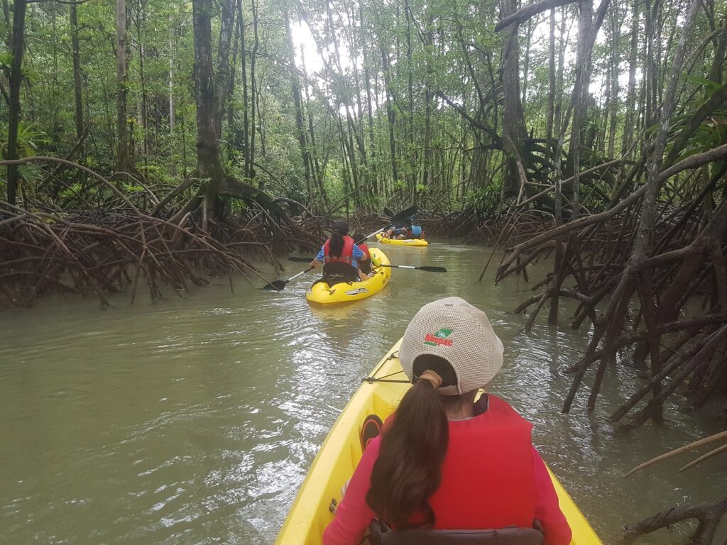 Tour de kayak en los manglares en Golfo Dulce en Costa Rica