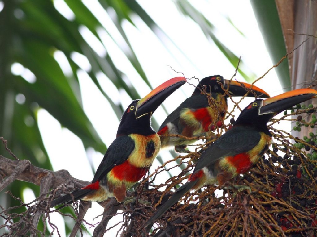 ציפורי הטוקאן הנדירות בקוסטה ריקה