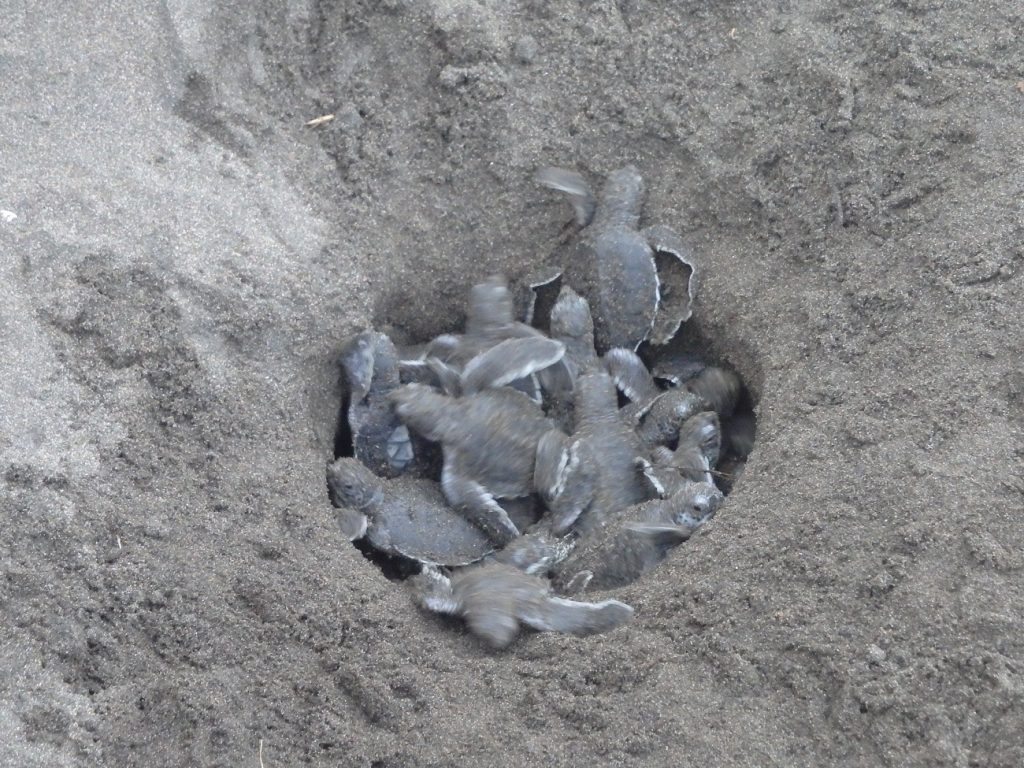 בקיעות ביצים של הצבות, טורטוגרו קוסטה ריקה