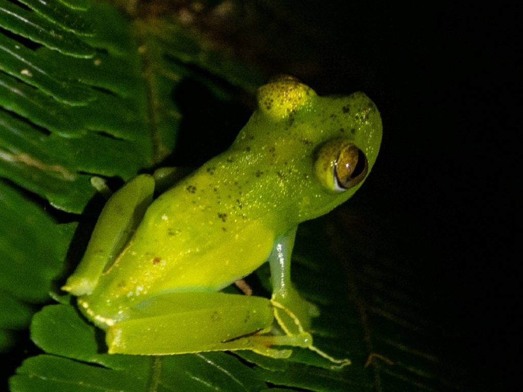צפרדע מדהימה באיזור מנואל אנטוניו קוסטה ריקה