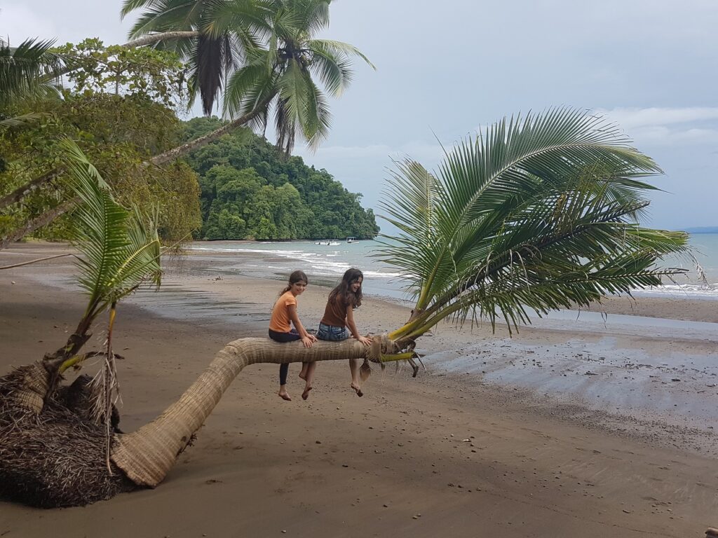עץ דקל על הגדה במפרץ המתוק בקוסטה ריקה